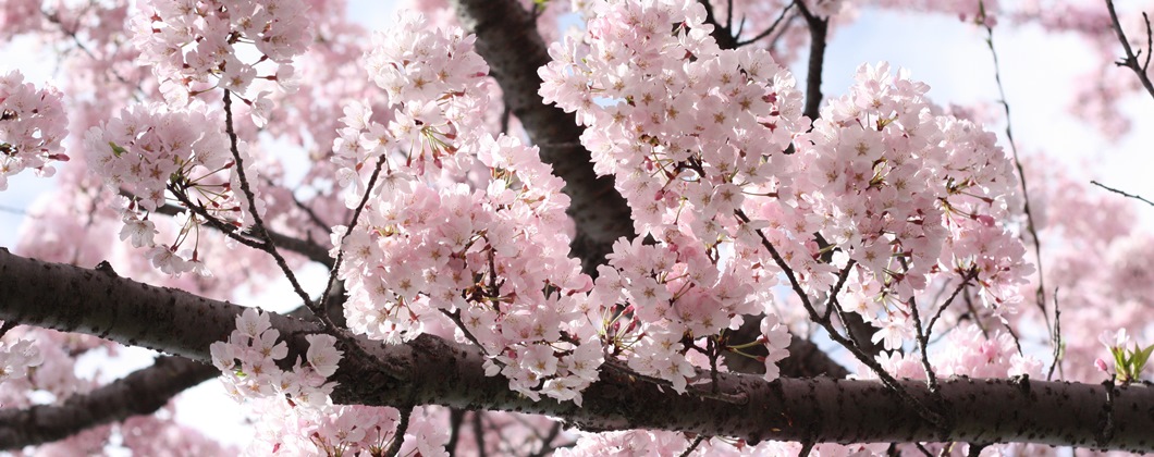 sakura-1-s