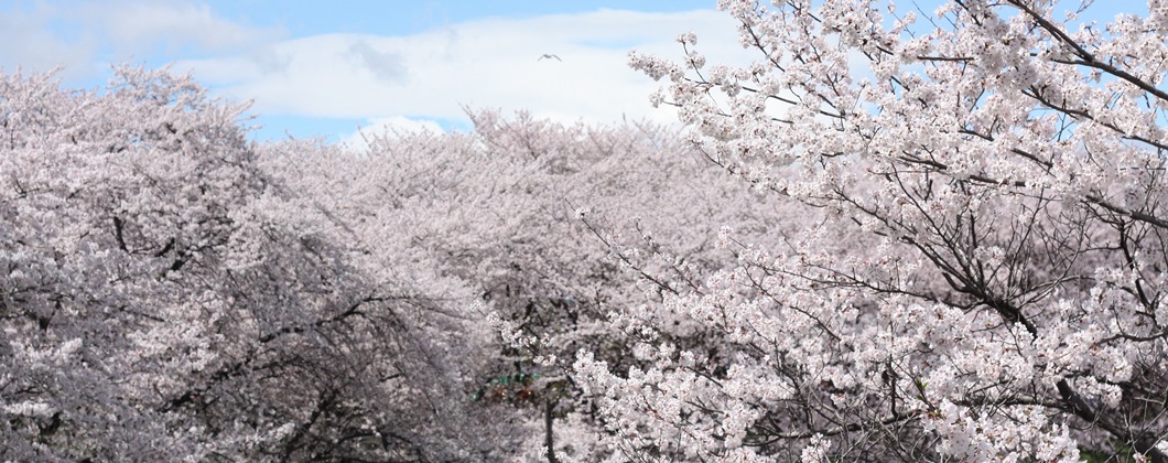 sakura-3-s